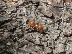 Cephalotes clypeatus