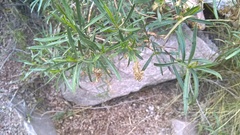 Acanthostyles buniifolius