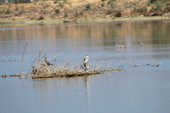Ardea herodias