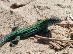 Podarcis pityusensis formenterae