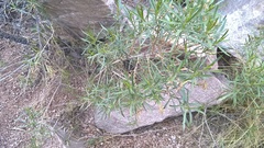 Acanthostyles buniifolius