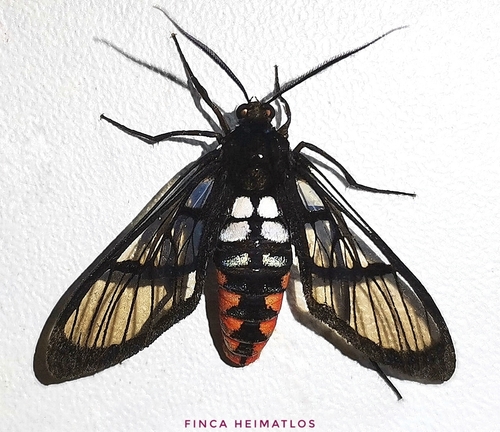 Autochloris flavipes