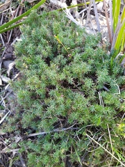 Acrotriche serrulata