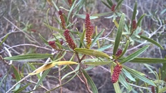 Colliguaja integerrima