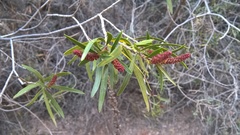 Colliguaja integerrima