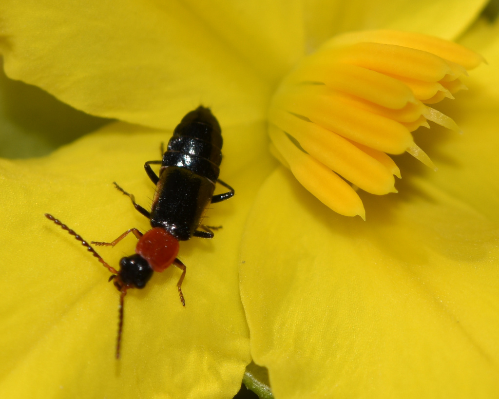 Carphurus facialis