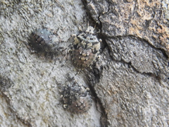 Antiteuchus mixtus