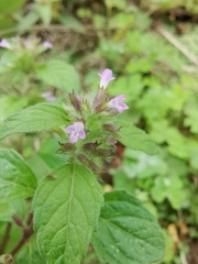 Clinopodium chinense