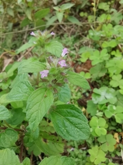 Clinopodium chinense