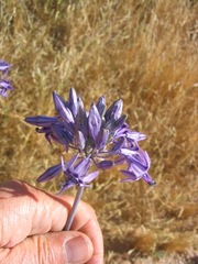 Triteleiopsis palmeri