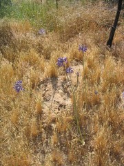 Triteleiopsis palmeri