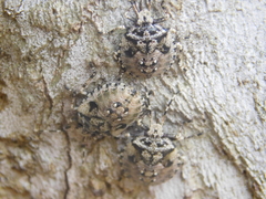 Antiteuchus mixtus