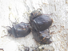 Antiteuchus mixtus