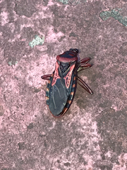 Brontostoma colossus