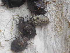 Antiteuchus mixtus