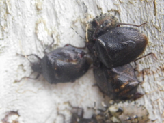 Antiteuchus mixtus