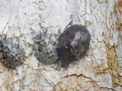 Antiteuchus mixtus
