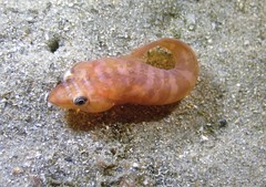 Aspasmogaster costata