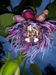 Passiflora quadrangularis