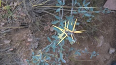 Berberis grevilleana