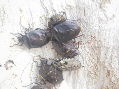 Antiteuchus mixtus