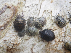 Antiteuchus mixtus
