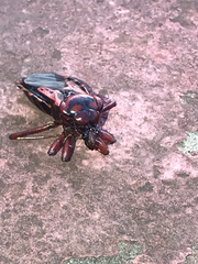 Brontostoma colossus