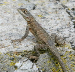 Peters' Lava Lizard photo 5