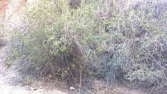 Colliguaja integerrima