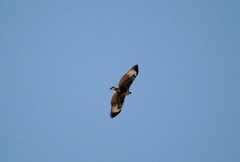 Buteo jamaicensis