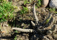 Pterocactus tuberosus