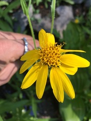 Arnica longifolia