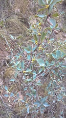 Berberis grevilleana