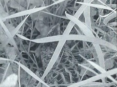 Coturnicops noveboracensis