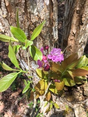 Physocalymma scaberrimum