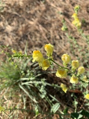 Linaria dalmatica