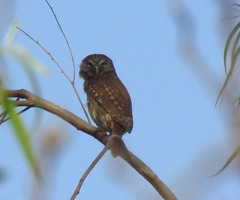 Glaucidium peruanum