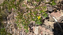 Larrea nitida