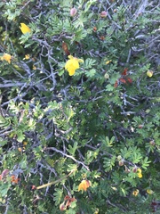 Chamaecrista greggii