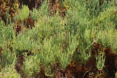 Arthroceras subterminale