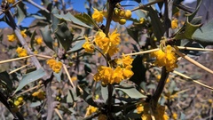 Berberis grevilleana