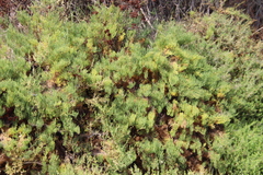 Arthroceras subterminale