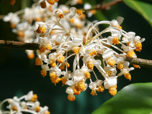 Calophyllum soulattri Burm.fil.