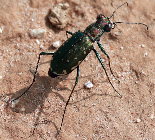 Punctured Tiger Beetle