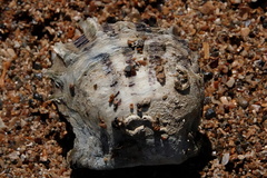 Pinctada maculata