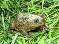 Chilean Toad photo 2