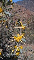 Berberis grevilleana