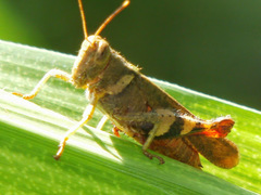 Apalacris varicornis