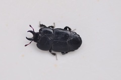 Hololepta