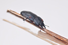Hololepta